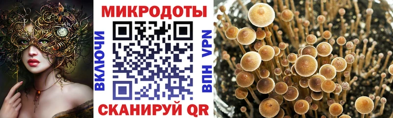 Купить закладки  Эртиль  Псилоцибиновые грибы Psilocybe 
